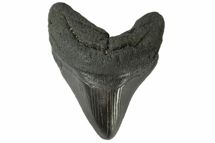 Fossil Megalodon Tooth - South Carolina #164978
